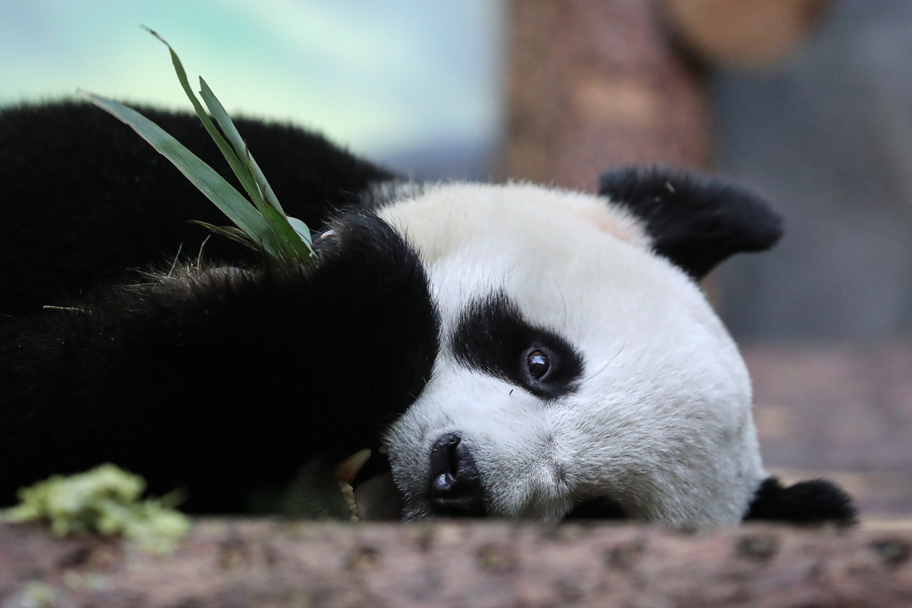 The Chinese Panda Revival is Hurting the Wider Ecosystem. Why? | The